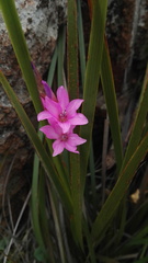 Dierama erectum
