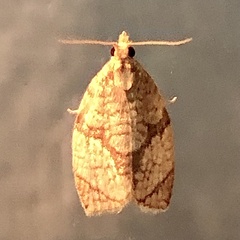 Adoxophyes negundana