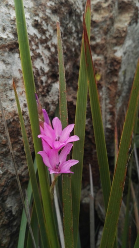 Dierama erectum