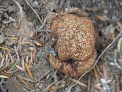 Gastroboletus