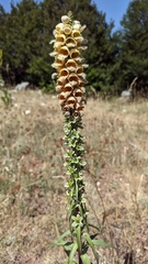 Digitalis ferruginea