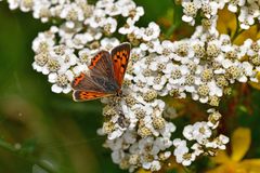 Lycaena phlaeas