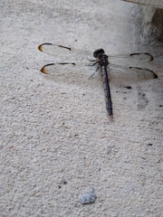 Libellula axilena
