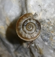 Helicella