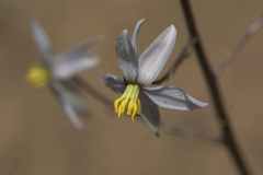 Cyanella