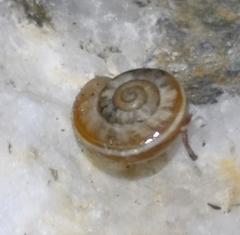 Helicella