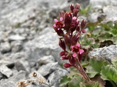 Telesonix heucheriformis