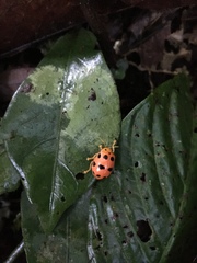 Oides duodecimpunctata