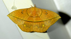 Periga circaustralis