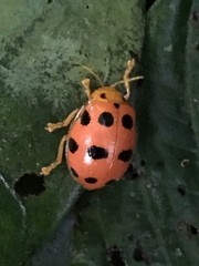 Oides duodecimpunctata