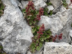 Telesonix heucheriformis