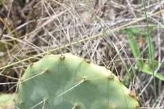 Opuntia tunoidea
