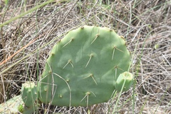 Opuntia tunoidea