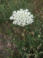 Daucus carota