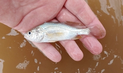 Stellifer lanceolatus