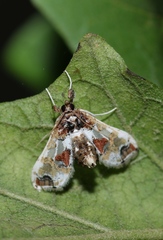 Leucinodes orbonalis