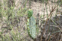 Opuntia tunoidea