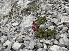 Telesonix heucheriformis