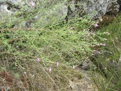 Centaurea paniculata