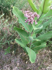 Asclepias syriaca