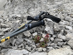 Telesonix heucheriformis