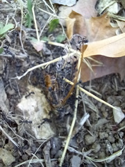 Aphaenogaster senilis