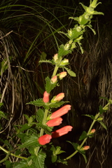 Lamourouxia rhinanthifolia