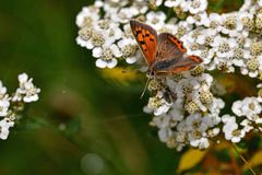 Lycaena phlaeas
