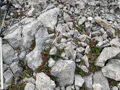 Telesonix heucheriformis