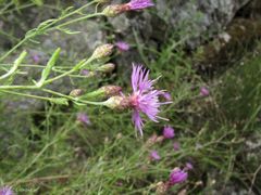 Centaurea paniculata