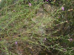 Centaurea paniculata