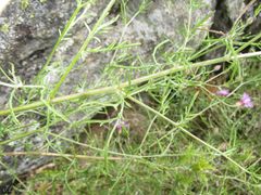 Centaurea paniculata