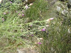 Centaurea paniculata