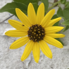 Helianthus debilis image