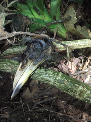 Psilorhinus morio