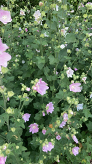Malva thuringiaca