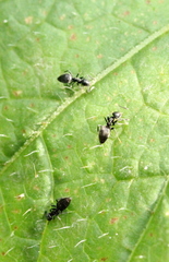 Technomyrmex brunneus