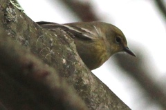 Setophaga pinus pinus