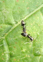 Technomyrmex brunneus