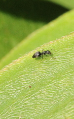 Technomyrmex brunneus