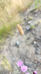 Phleum pratense nodosum