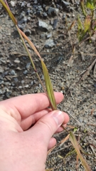 Phleum pratense nodosum