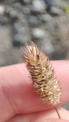 Phleum pratense nodosum