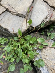 Rumex nivalis