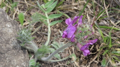 Oxytropis macrosema