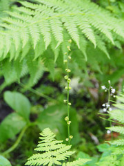 Pectiantia pentandra