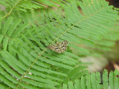 Udranomia kikkawai