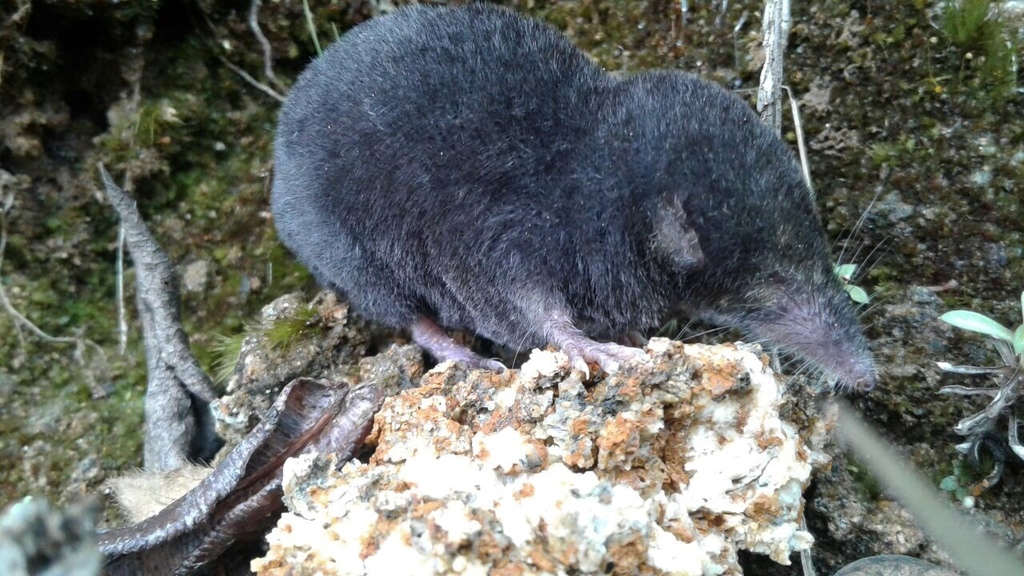 Musaraña colombiana (mamíferos del valle de aburra ) · iNaturalist