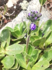 Veronica bellidioides