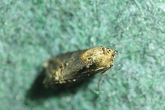 Abrostola tripartita